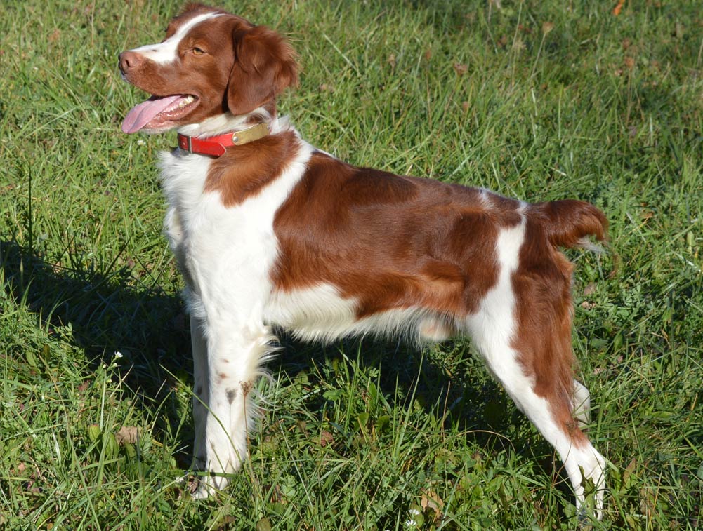 brittany spaniel red
