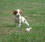 Brittany spaniel hunting store dogs for sale