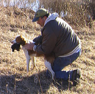 Training Your Brittany to Hunt