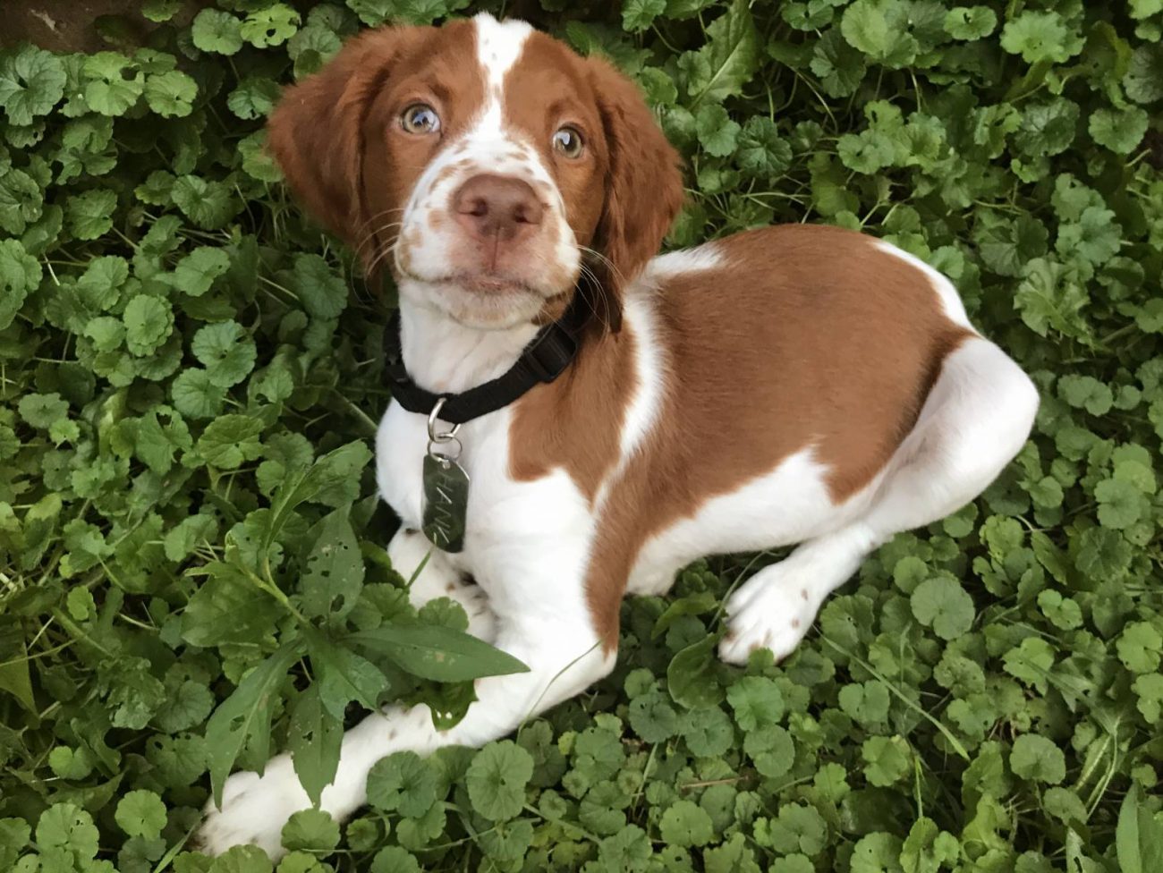 Photos American Brittanys Training | Brittany Puppies