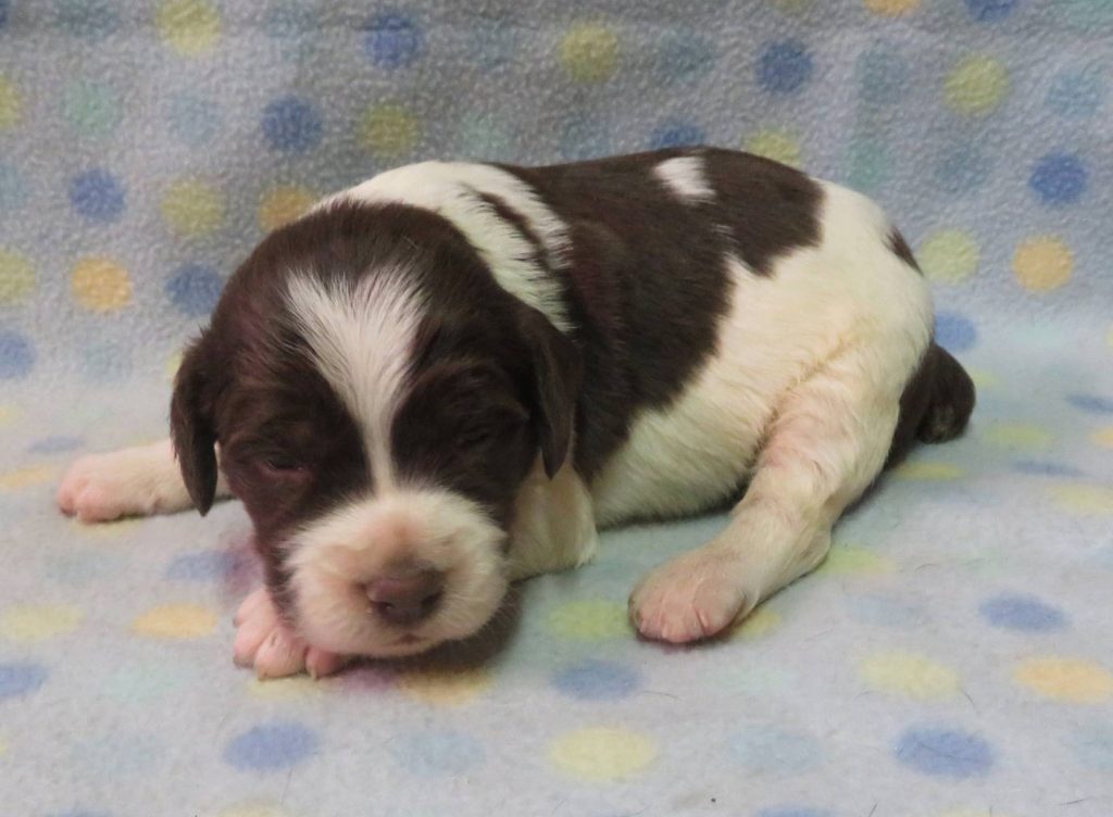 American Brittany Puppies for Sale | Rock Steady Kennel