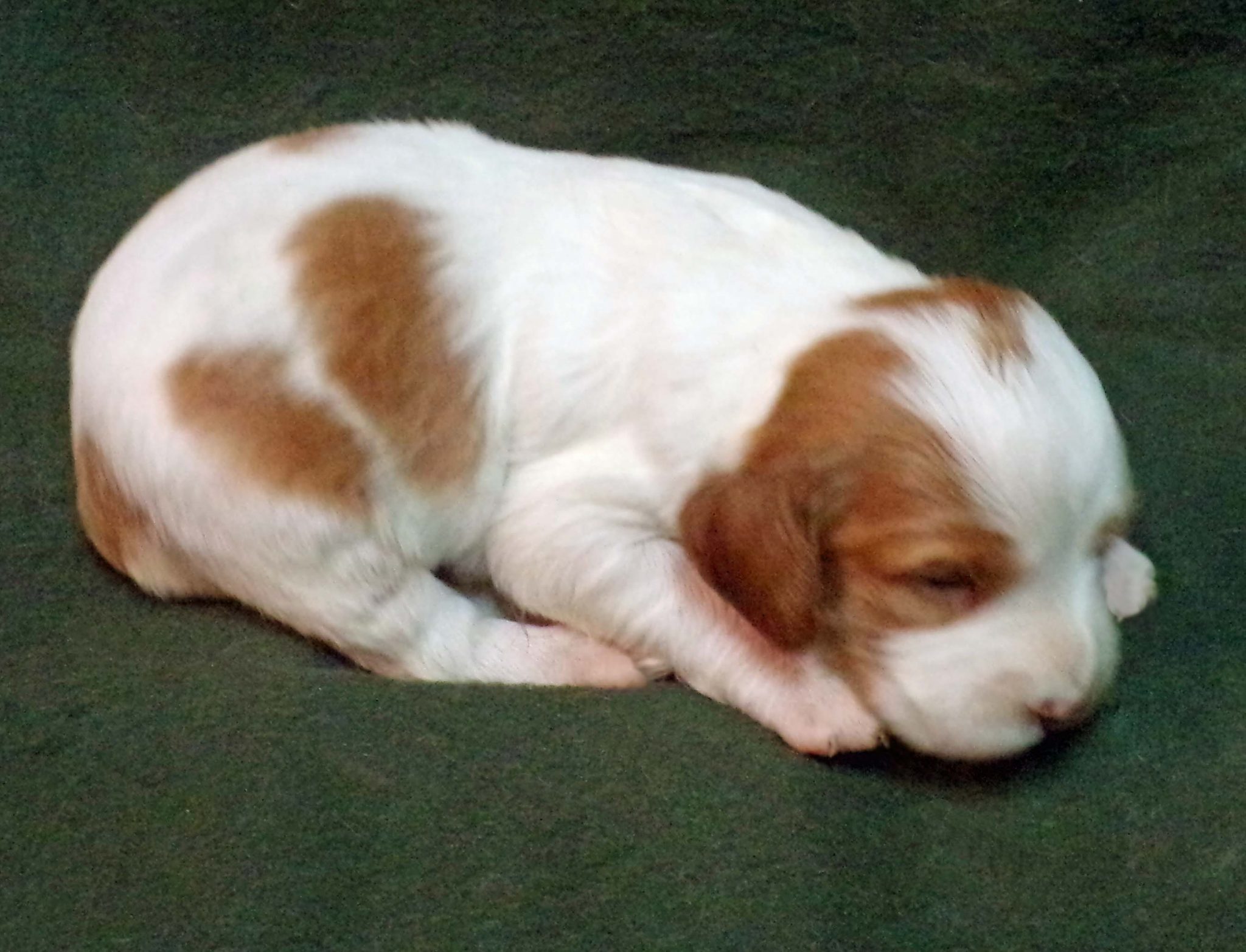 American Brittany Puppies For Sale Rock Steady Kennel